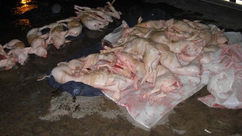 Secuestran animales faenados 