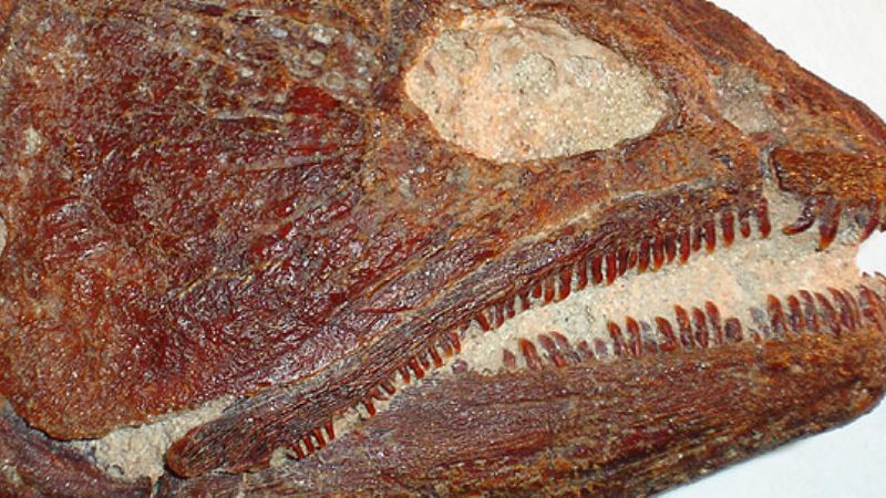 Paleontólogos pescaron un dorado de 8 millones de años de antigüedad