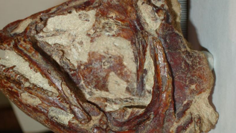 Paleontólogos pescaron un dorado de 8 millones de años de antigüedad