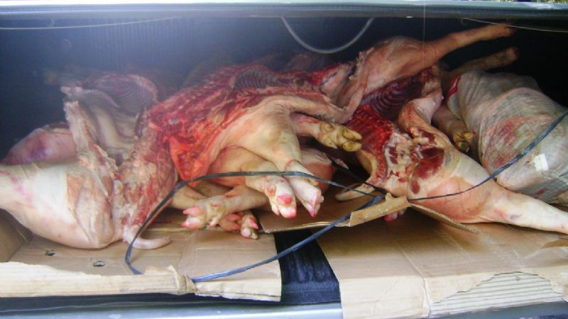 Secuestran 220 kg de cerdos y pirotecnia en Nueva Coneta 