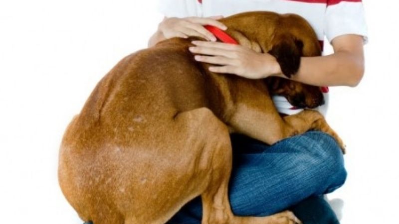 Cuidado preventivo de tus mascotas en las fiestas