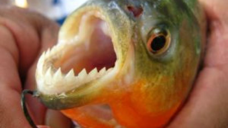 No hay peligro de palometas en Catamarca