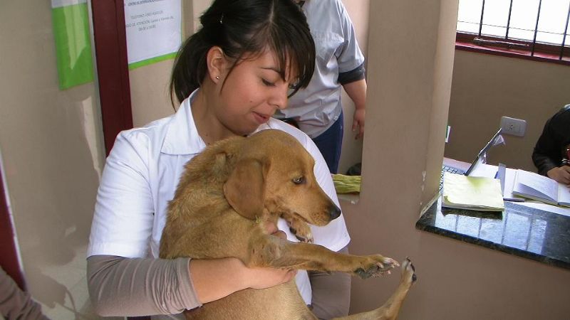 Récord en cirugías y prestaciones para mascotas