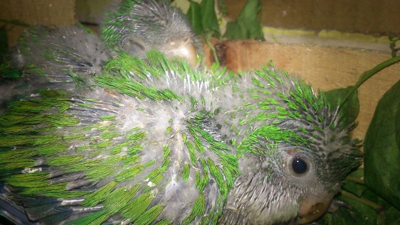 Rescatan 93 catas a la venta en la vía pública