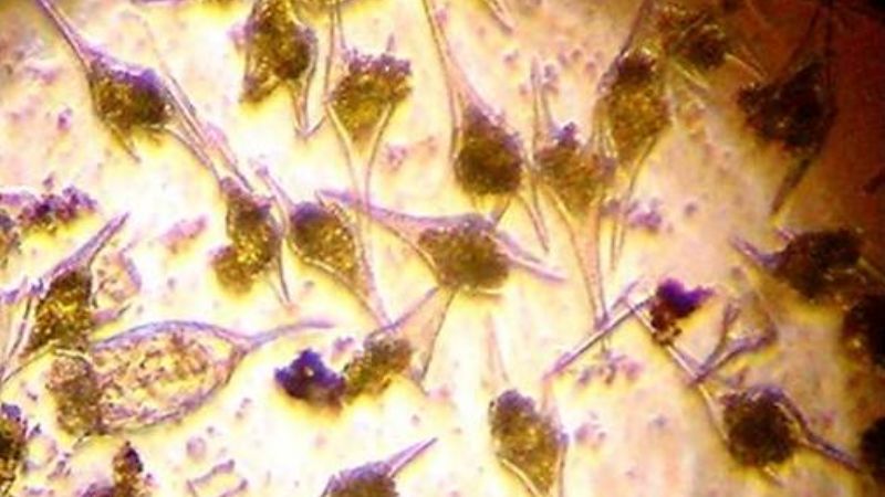 Presentan resultados efectuados al agua del Dique Las Pirquitas