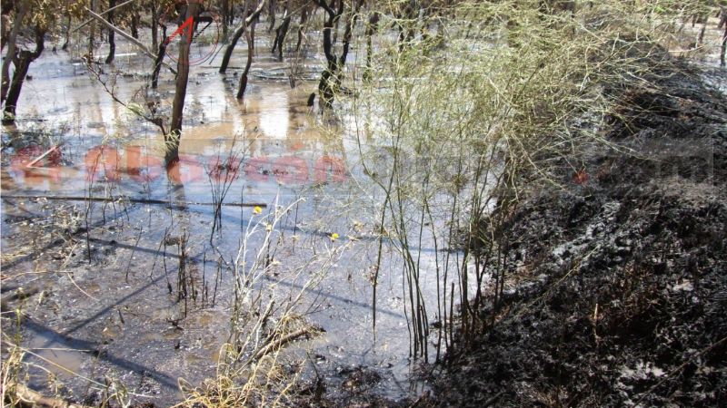 Se incendió parte de un viñedo