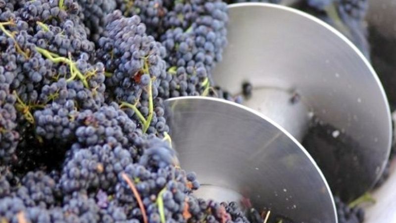 La “ley del mosto” tendría apoyo del Ministerio de Salud de la Nación