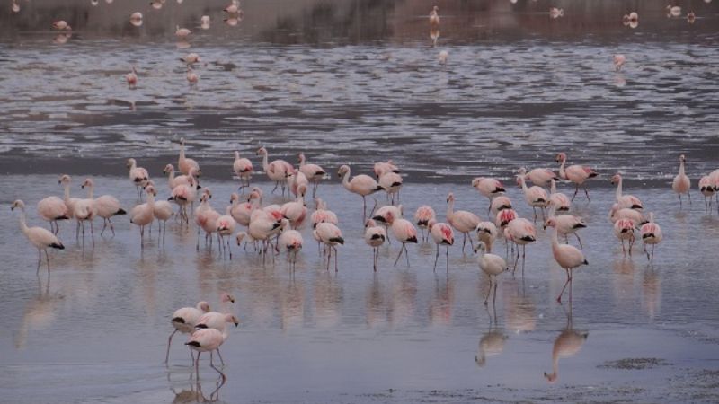 Censo anual de flamencos altoandinos y puneños 