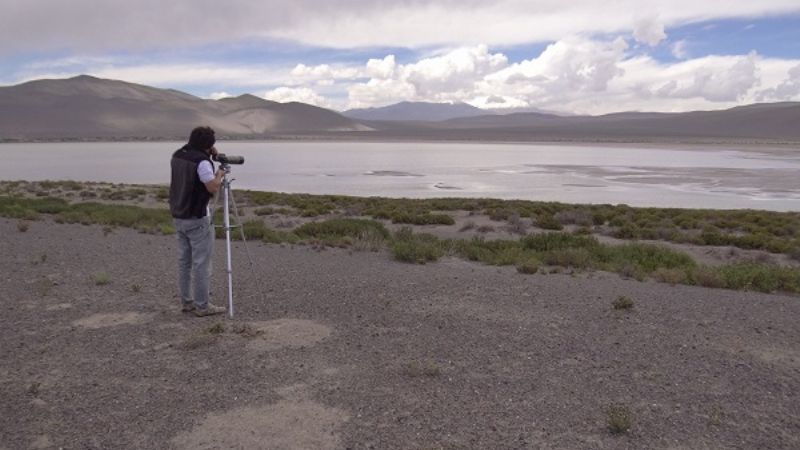 Censo anual de flamencos altoandinos y puneños 