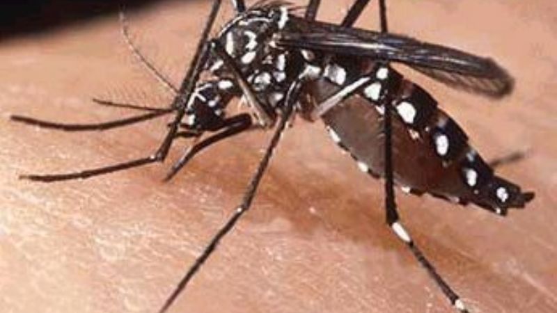 “Todos Contra el Dengue” en las escuelas municipales