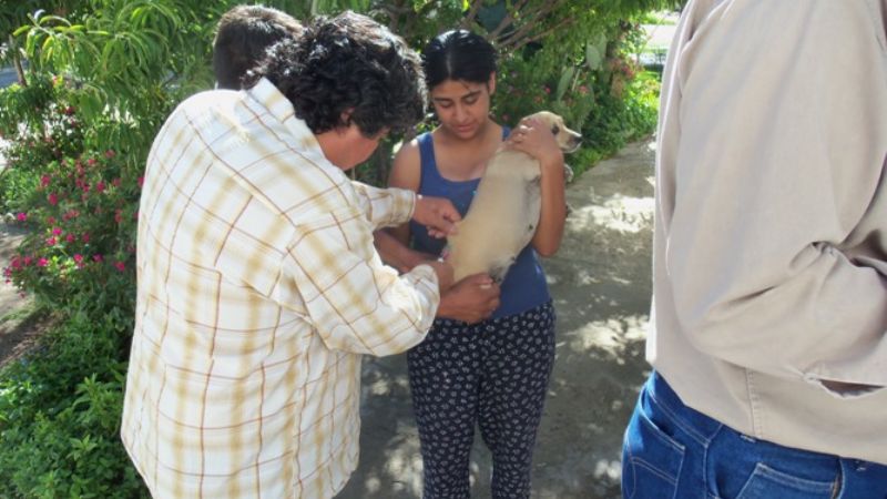 Más de 700 mascotas fueron vacunadas en Santa María