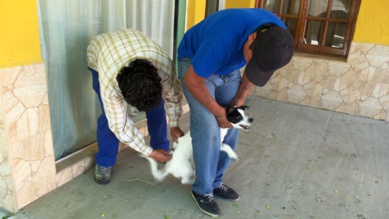 Más de 700 mascotas fueron vacunadas en Santa María