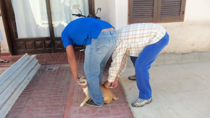 Más de 700 mascotas fueron vacunadas en Santa María