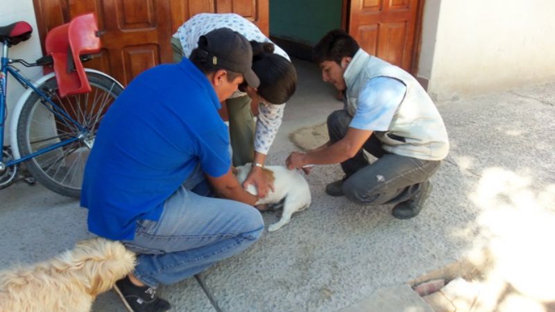 Vacunarán y desparasitarán animales domésticos en el sur