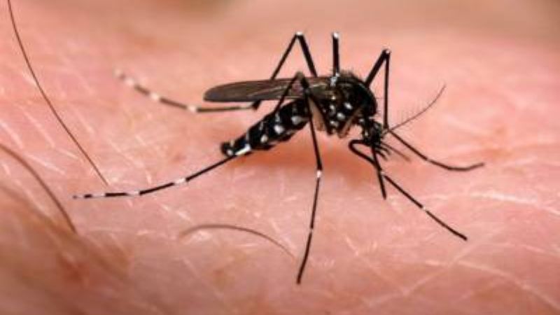 Ya son nueve los casos de dengue en el país