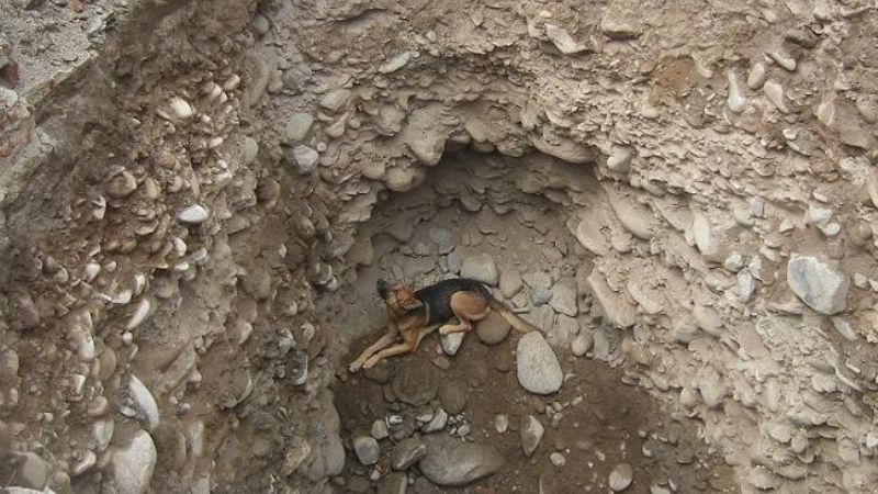 Un perro salva a otro que se habia caido en un profundo pozo