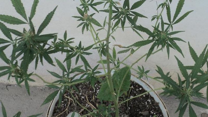 Encuentran una planta de marihuana en Fuerte Quemado