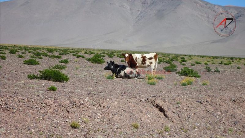 Cuatreros casi matan a un puestero en la cordillera