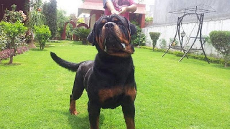 Piden cumplir Ordenanza sobre perros peligrosos