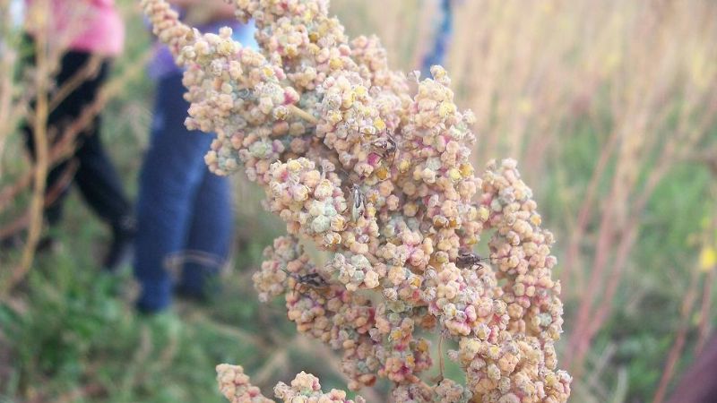 Capacitación en cultivo de quínoa