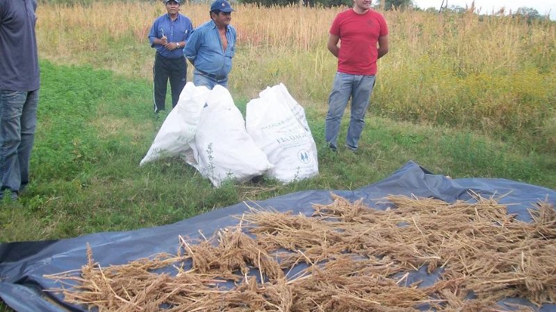 Capacitación en cultivo de quínoa