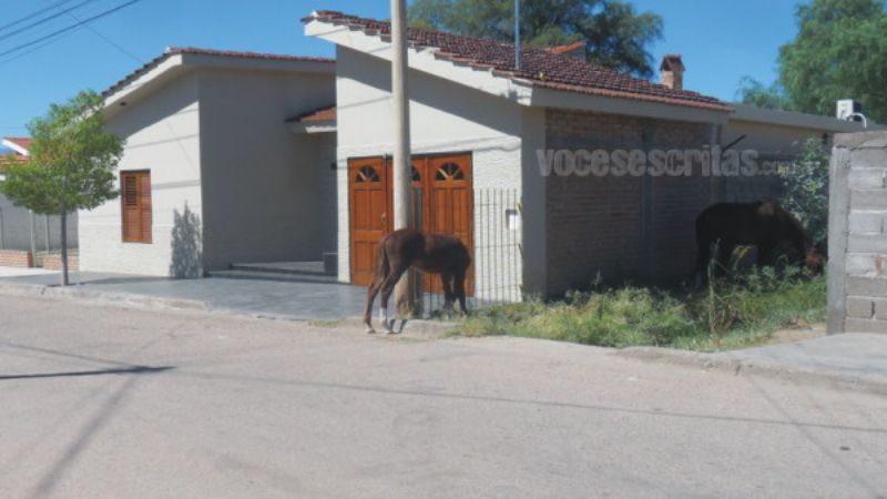 En Tinogasta nadie se hace cargo de los animales sueltos en plena ciudad