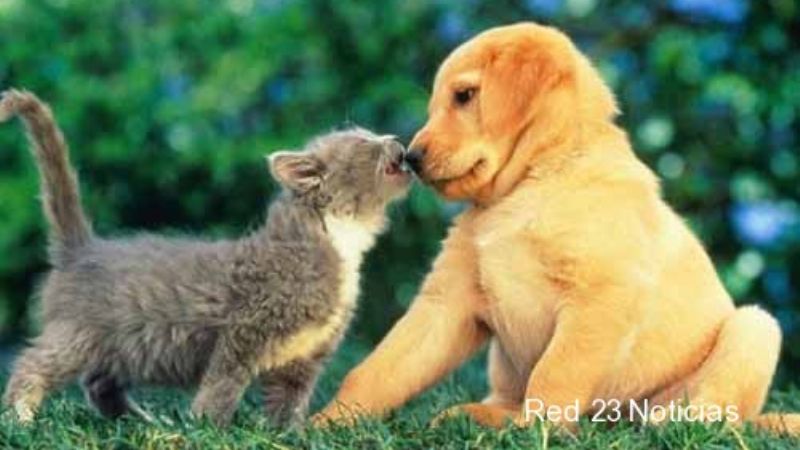 “Humanimal”, muestra por la Semana del Animal