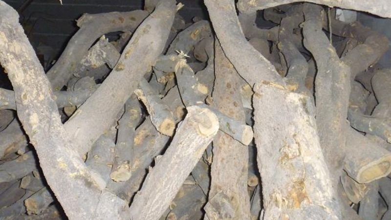 Secuestran 150 postes de retamas verdes