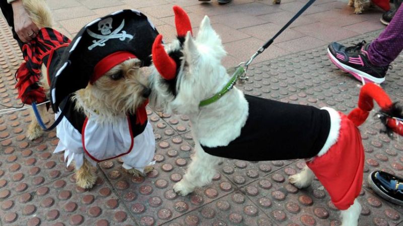 Concientizan sobre el cuidado de los animales