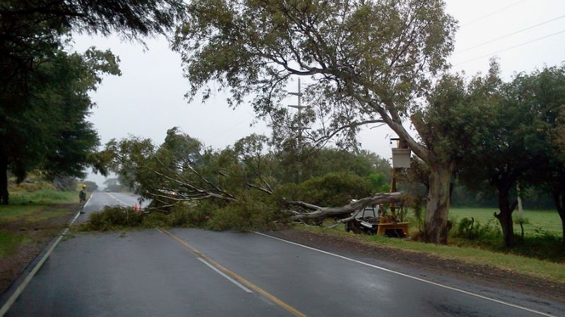 Árbol caído afecta el servicio eléctrico desde Santa Rosa hasta La Puerta