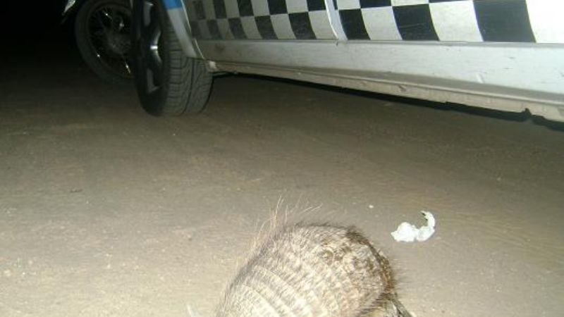 Secuestran quirquinchos, jilgueros y Reinas Moras