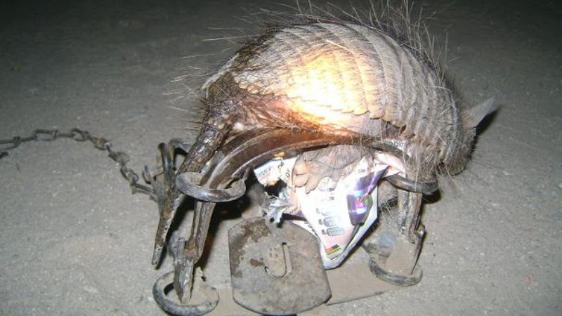Secuestran quirquinchos, jilgueros y Reinas Moras