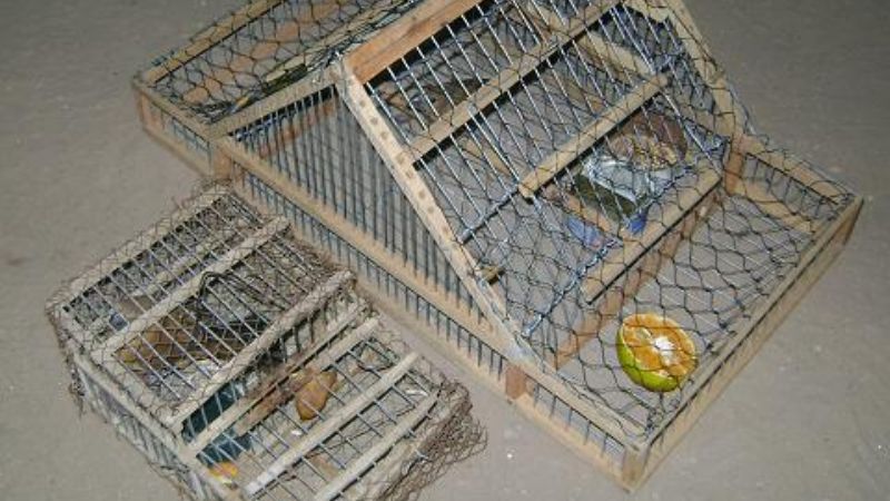 Secuestran quirquinchos, jilgueros y Reinas Moras