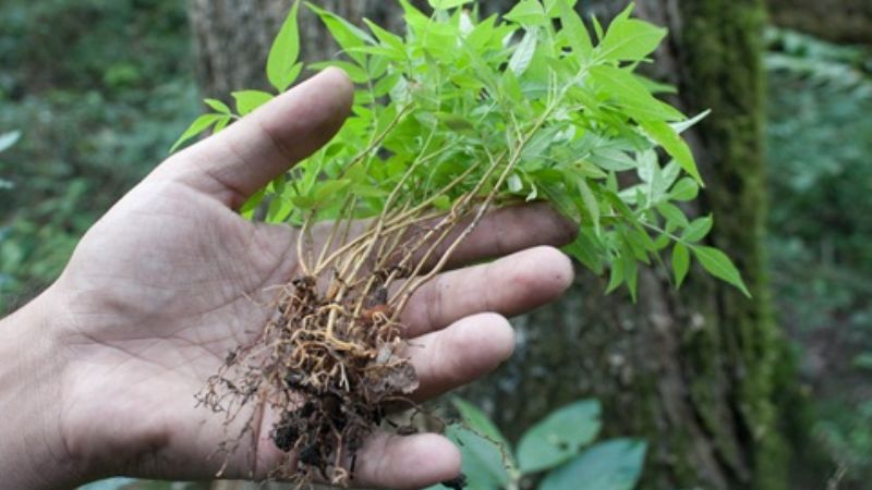 Rescate y traslocación de una especie en extinción en Catamarca