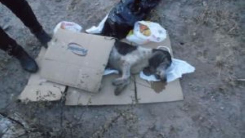 Preocupación por matanza de animales