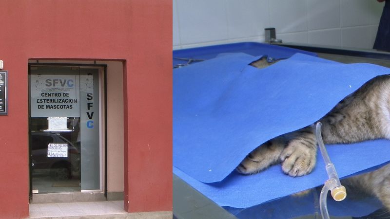 Se realizaron 1000 esterilizaciones de forma gratuita