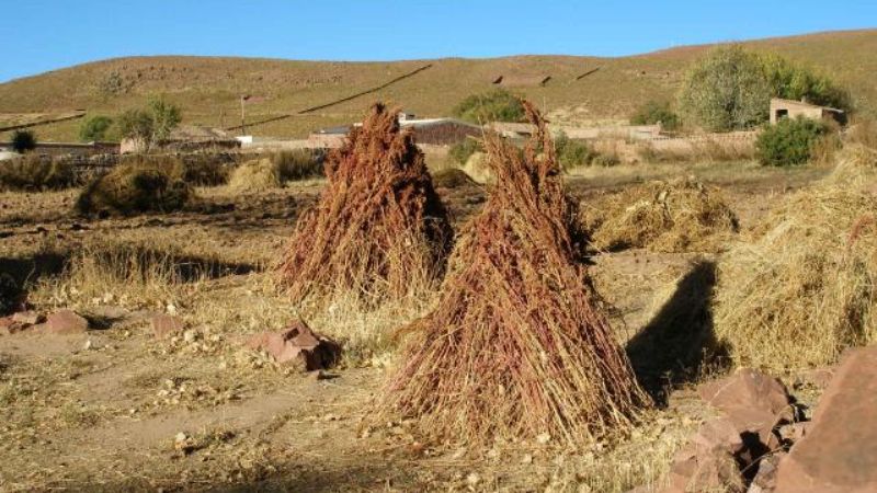 Quinua, entre la tradición y lo moderno