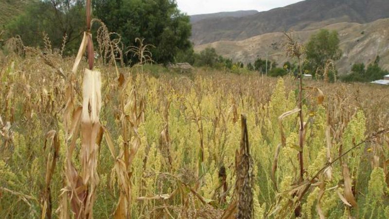 Quinua, entre la tradición y lo moderno