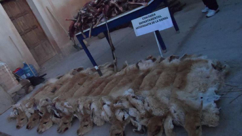Mató a 17 vicuñas y lo detuvieron