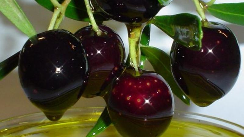 El INTA expondrá sobre olivo, quinua y cabrito en el Poncho 2013