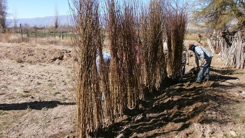 Minera Alumbrera ayuda a pequeños productores 
