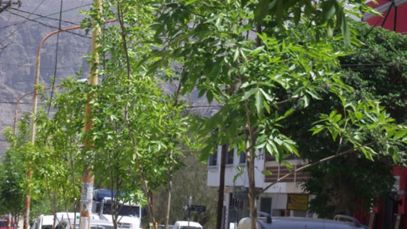 Última etapa del Plan de Arbolado Urbano