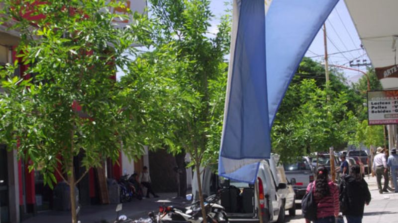 Última etapa del Plan de Arbolado Urbano