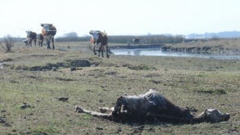 La Gobernadora decretó la Emergencia Agropecuaria
