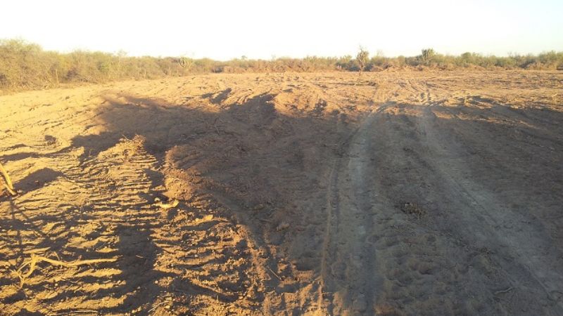 Secuestran gran cantidad de material forestal en el Este provincial