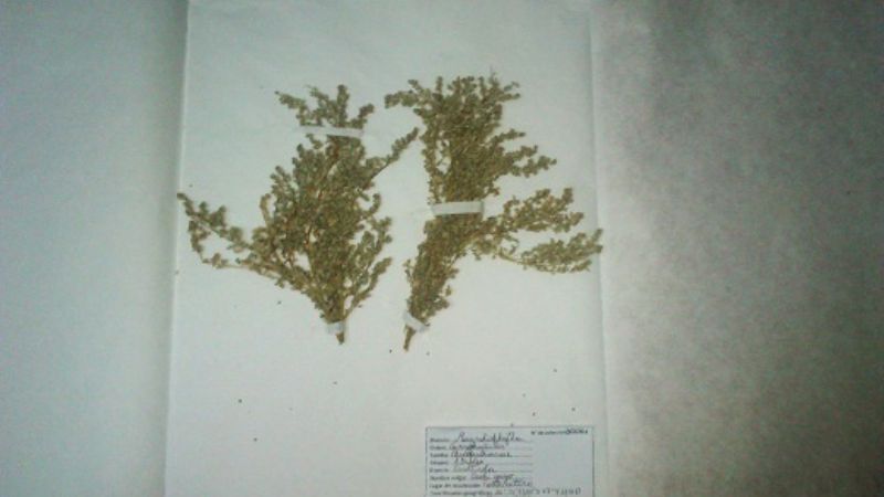 Se trabaja en la confección de un herbario provincial 