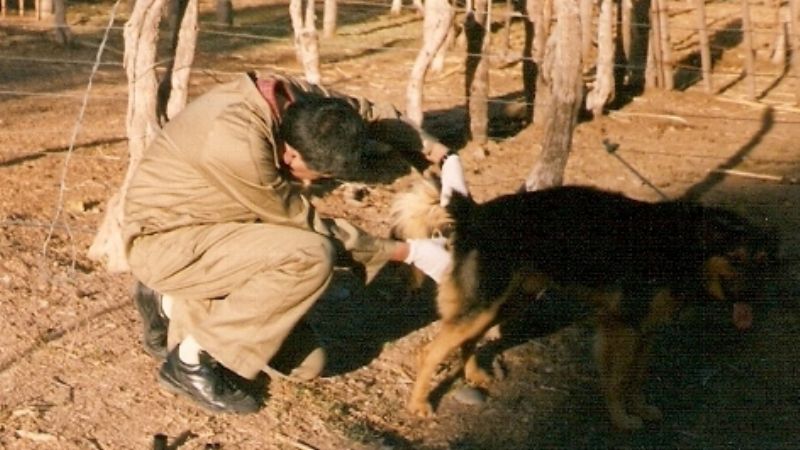 Sigue la campaña de vacunación antirrábica con los municipios