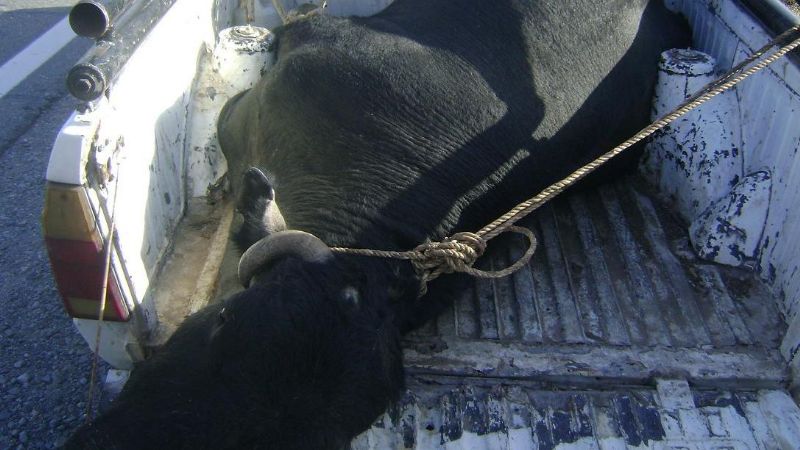 Policía Caminera secuestró un animal vacuno