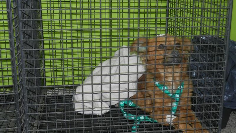 Inició operativo de castración canina barrial