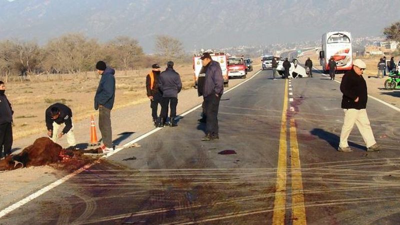 Un caballo provocó un grave accidente